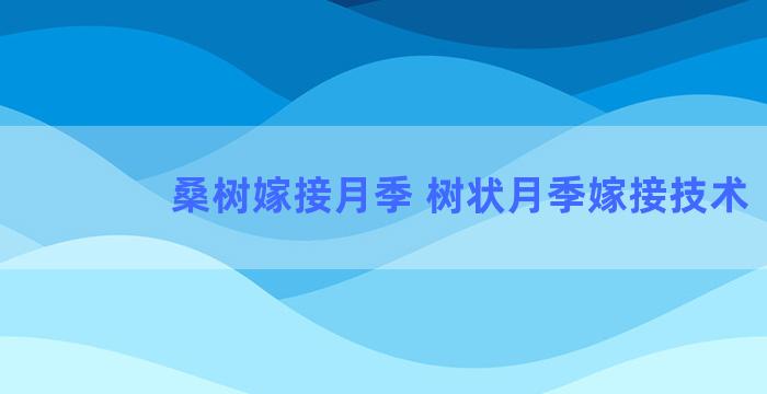 桑树嫁接月季 树状月季嫁接技术